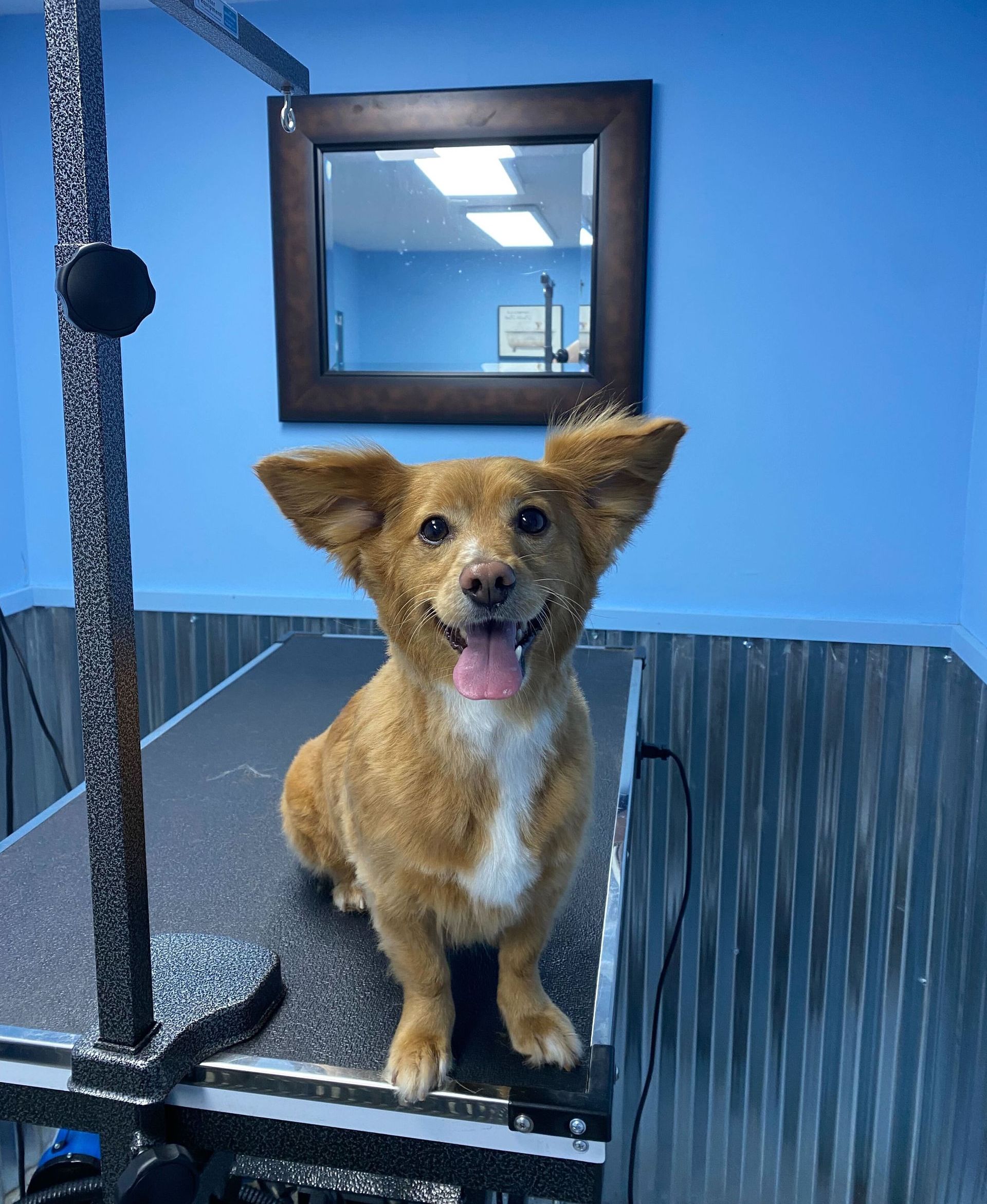 A dog grooming room with a dog sitting on the table at Homedog Resort in Columbus, Ohio