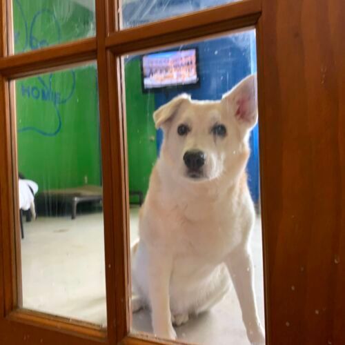 a white dog is looking out of a window .