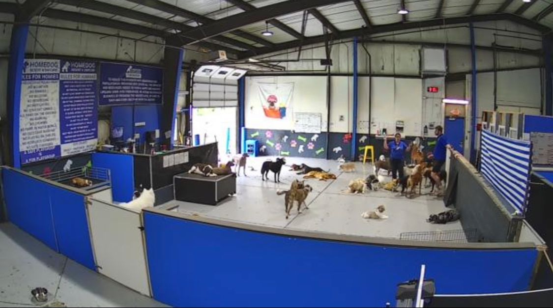 a large room filled with lots of dogs in a building .