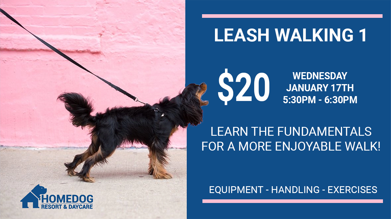 Homedog Resort & Daycare Dog Boarding & Dog Daycare