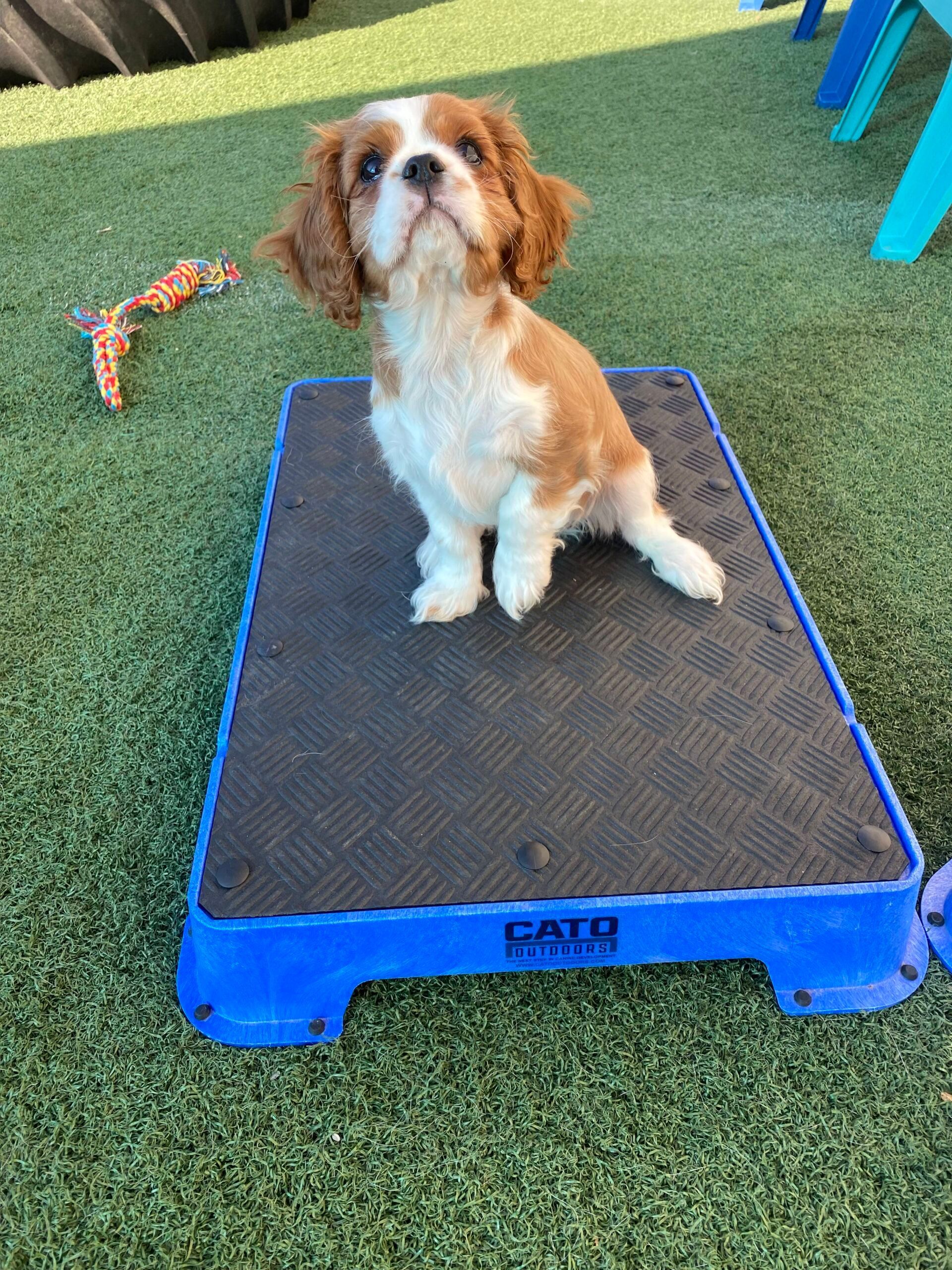 PUPPY SCHOOL