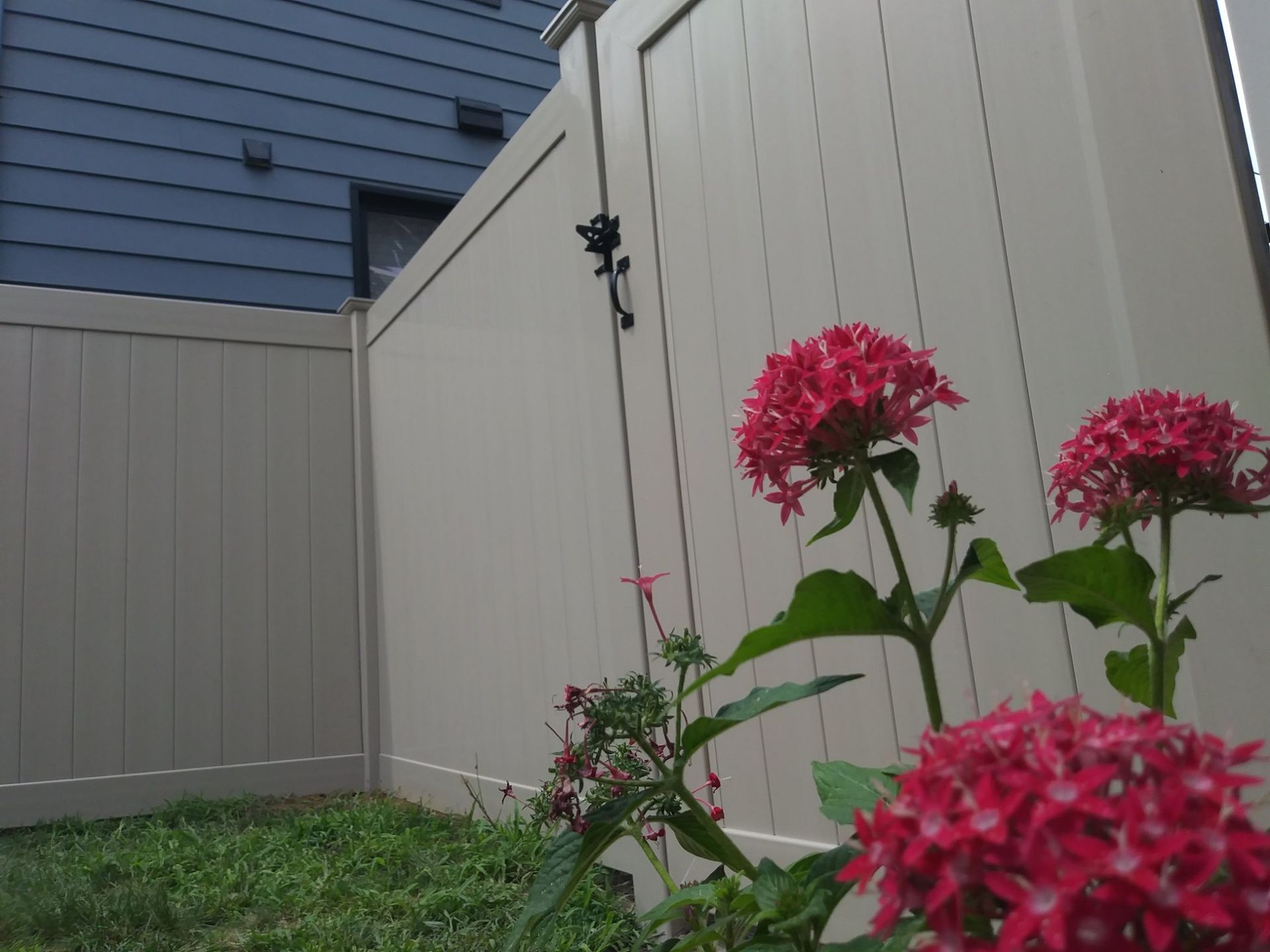 Pink flowers bloom in front of a tan fence and blue house.