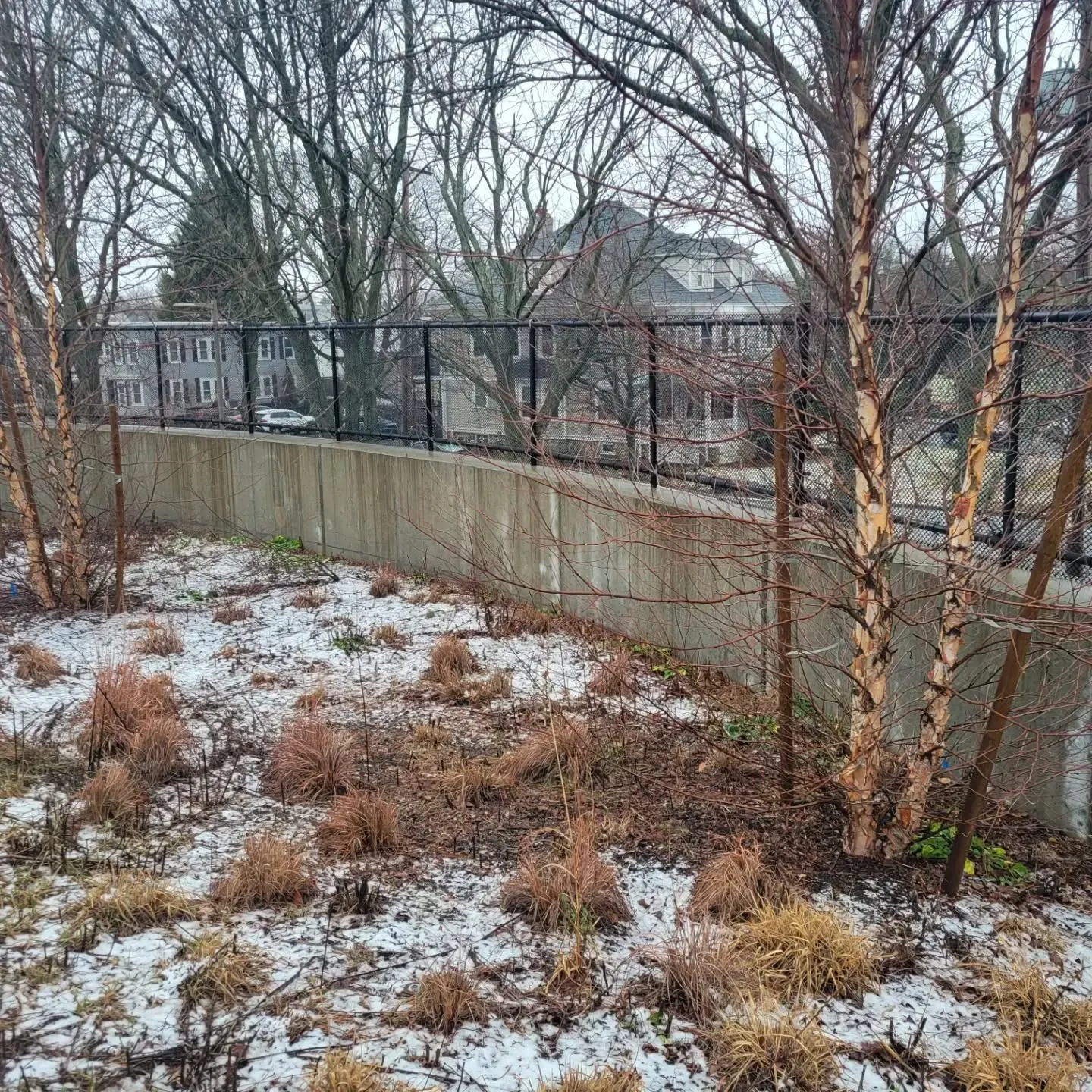 Snowy ground with dead plants, concrete wall, black fence, and bare trees.