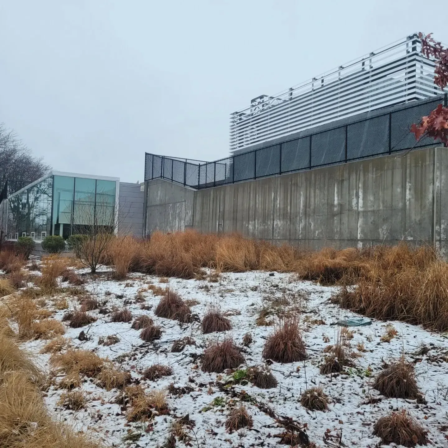 Snowy landscape with brown grasses and buildings in the background.