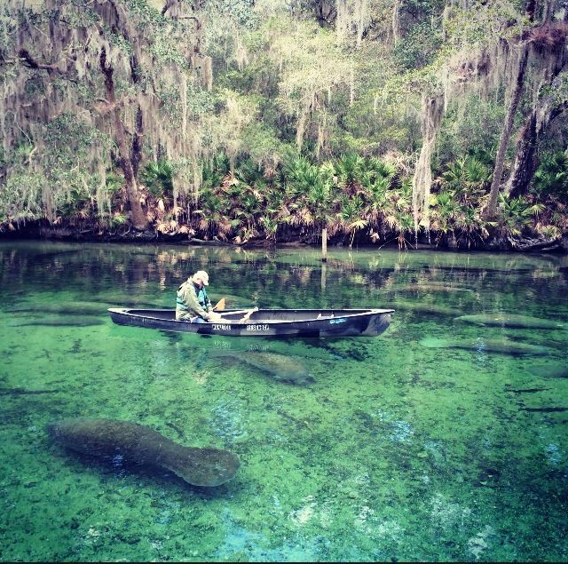 A man in a kayak in a river with a manatee in the water