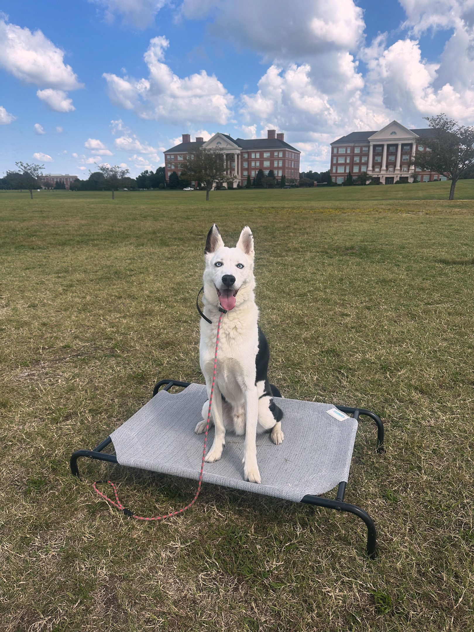 White and black dog sitting on a mat in a grassy field with buildings in the background on a sunny day.