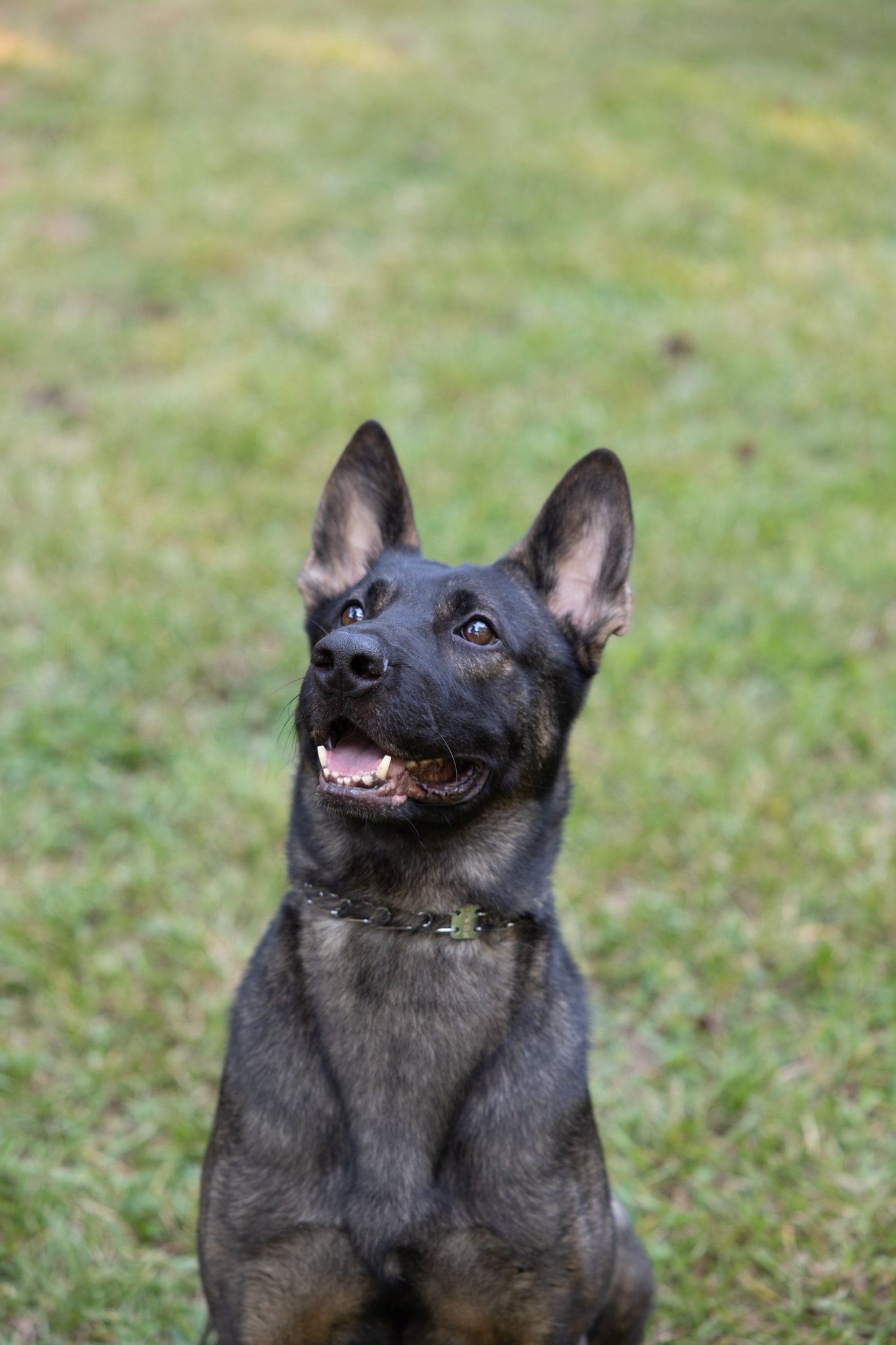 Black and brown dog with upright ears sits on green grass, looking upward with an open mouth.