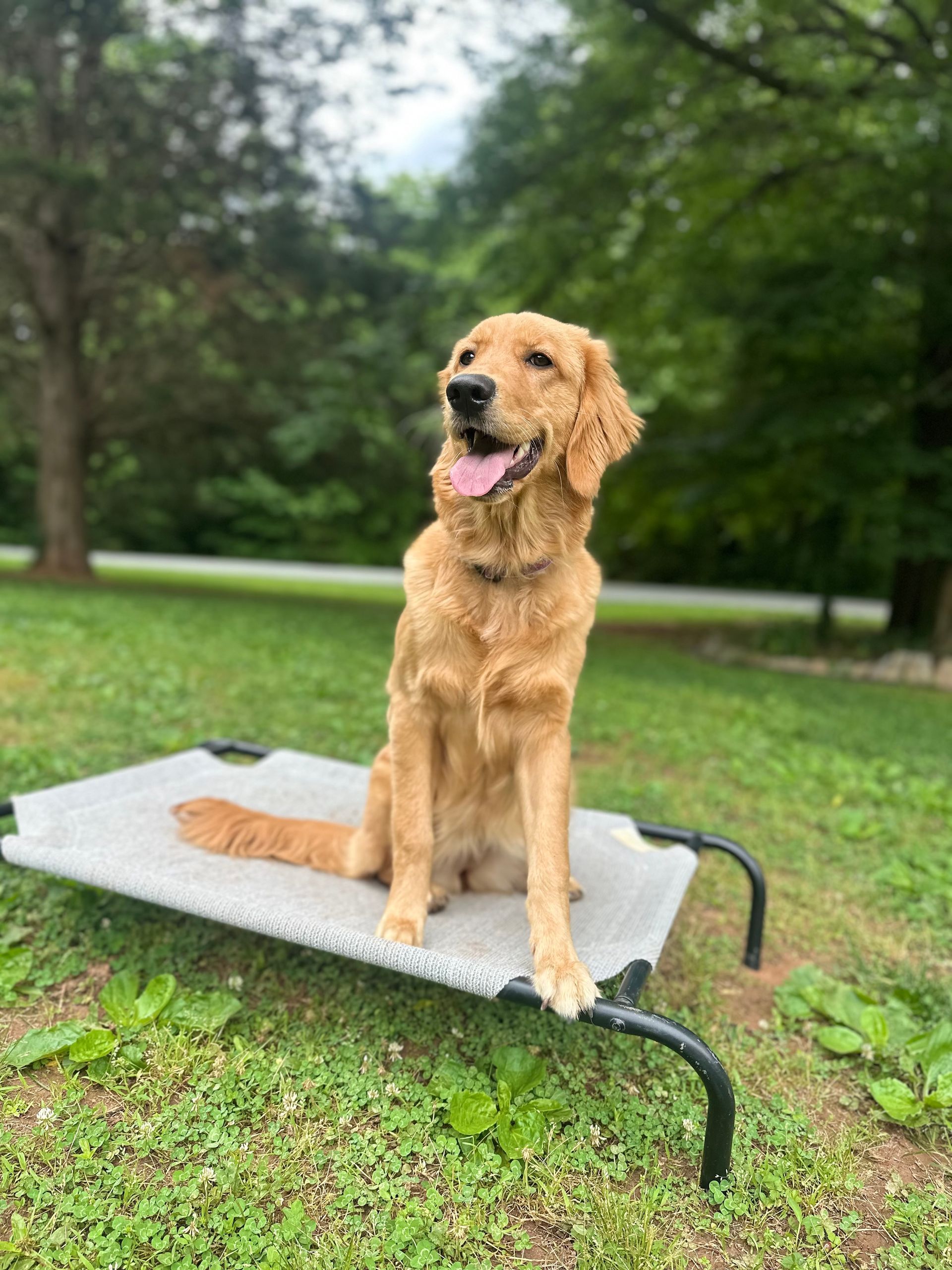 Golden retriever dog sits on a gray elevated bed outdoors, tongue out, in front of greenery.