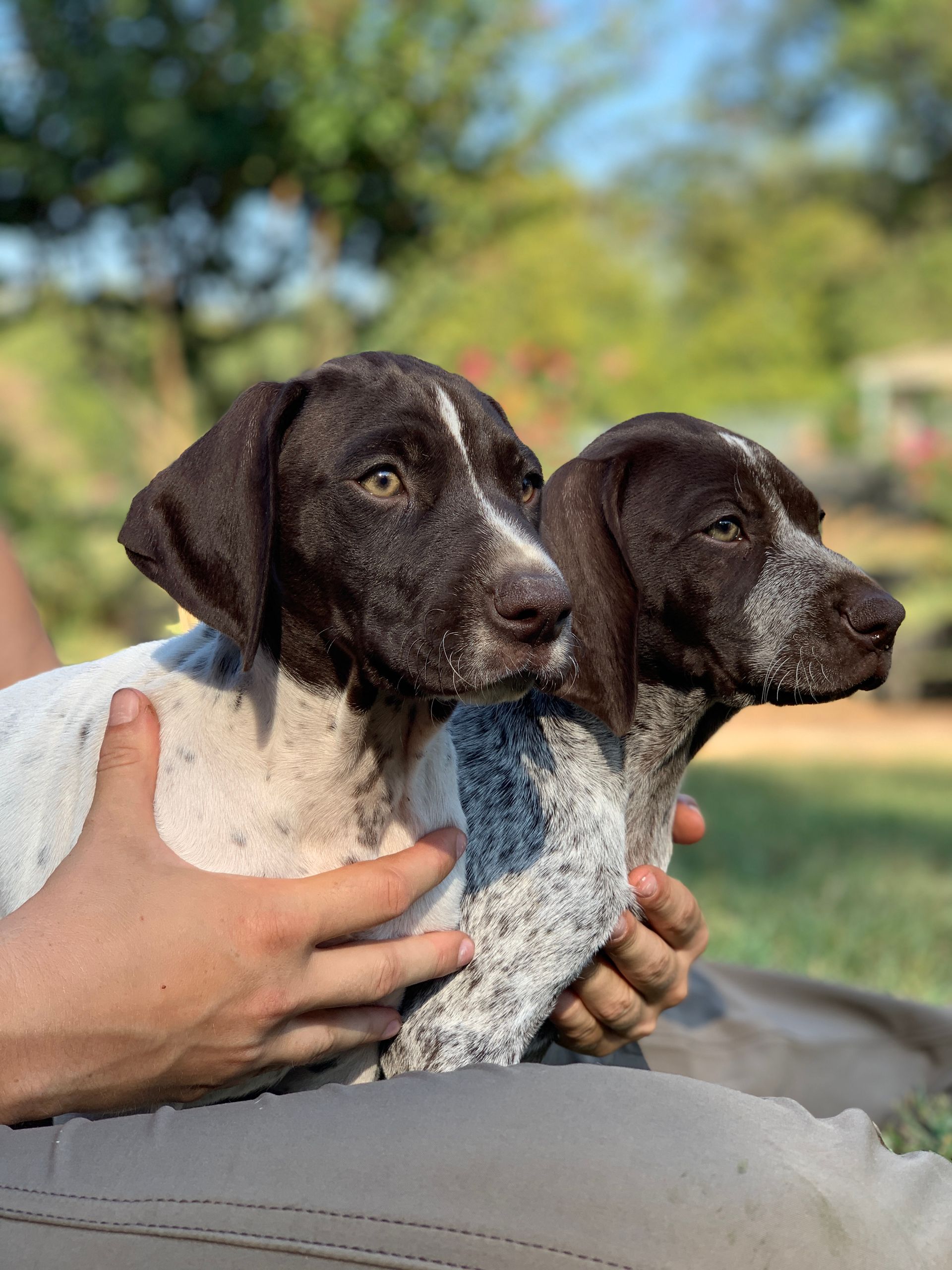 Two brown and white spotted puppies held by a person outdoors.