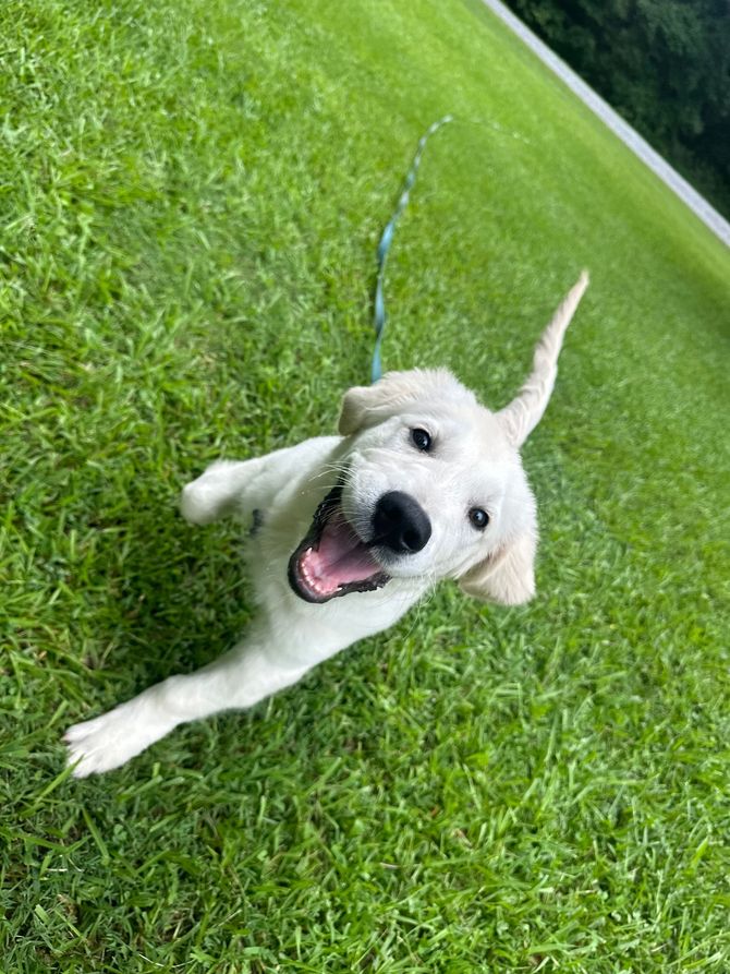 Happy, white puppy with leash in a grassy yard, looking up and smiling.