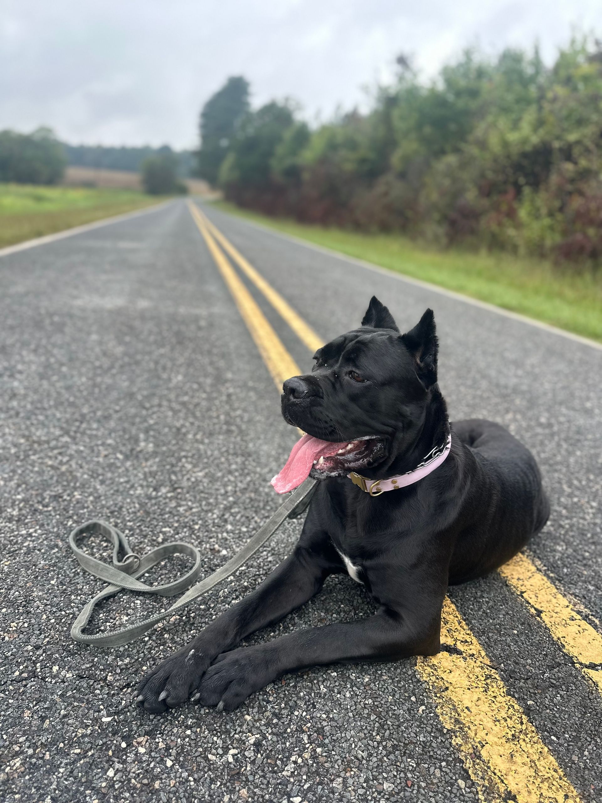 Black dog with pink collar lying on road, tongue out. Leash beside it, rural setting.
