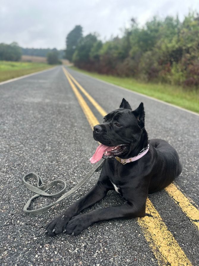 Black dog with pink collar lying on road, tongue out. Leash beside it, rural setting.