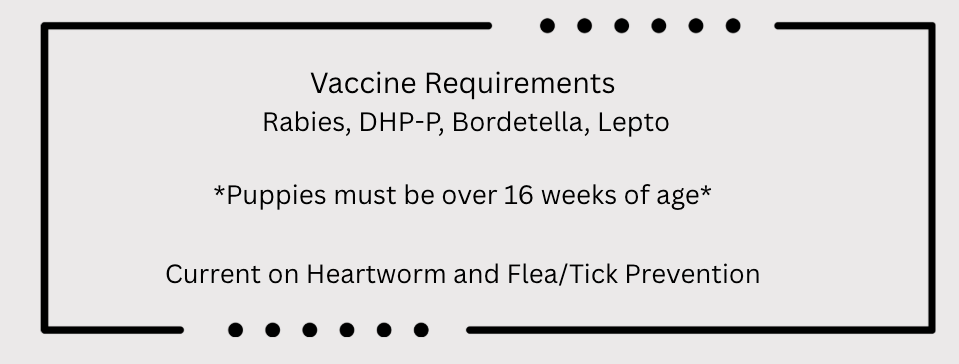 Text box with vaccine requirements for puppies, including rabies, CHP-P, Bordetella, and Lepto, plus heartworm and flea/tick prevention.