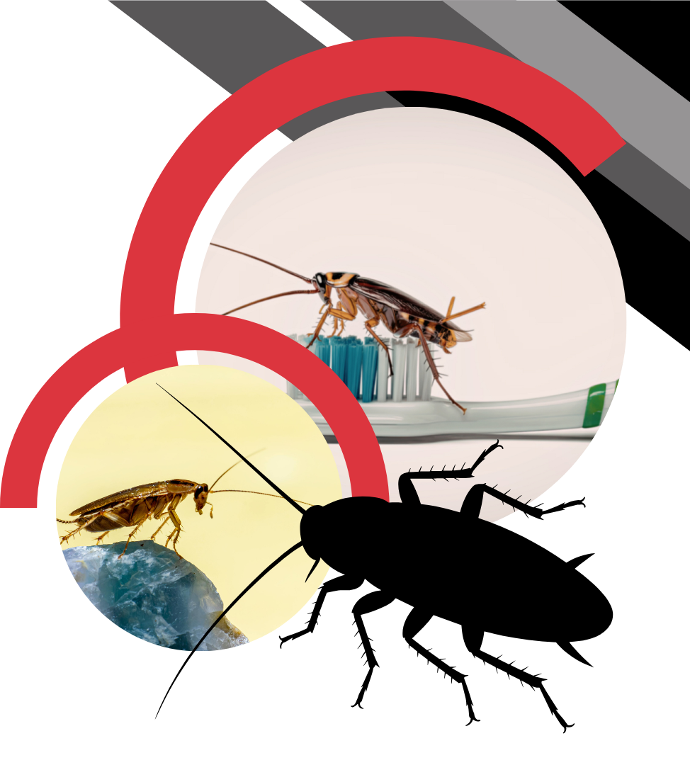 A collage shows a cockroach on a toothbrush, another on a surface, and a large black cockroach silhouette.