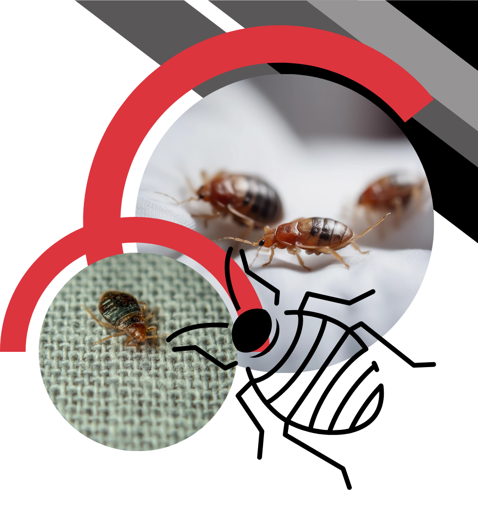 A graphic featuring close-up photos of several small brown bed bugs next to a simple black-and-white icon of a bed bug.