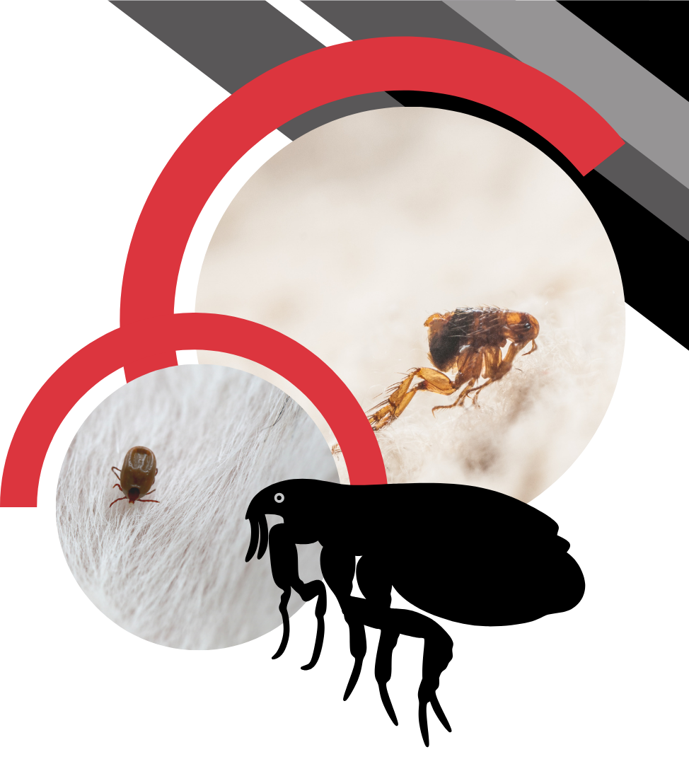 A silhouette and close-up photos of fleas, set against white circles and abstract red and grey background shapes.