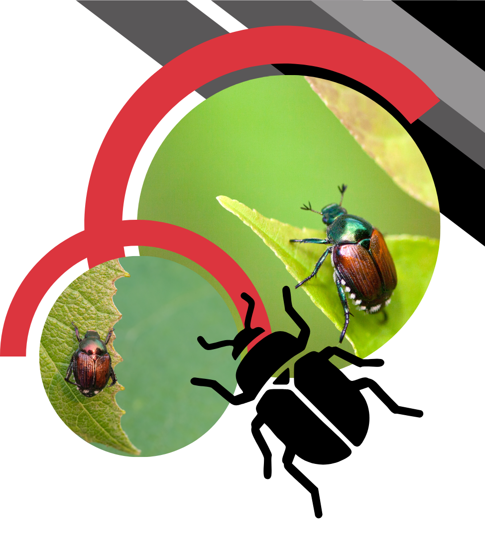 Graphic showing Japanese beetles on leaves, with a black beetle silhouette, red semi-circles, and grey diagonal stripes.