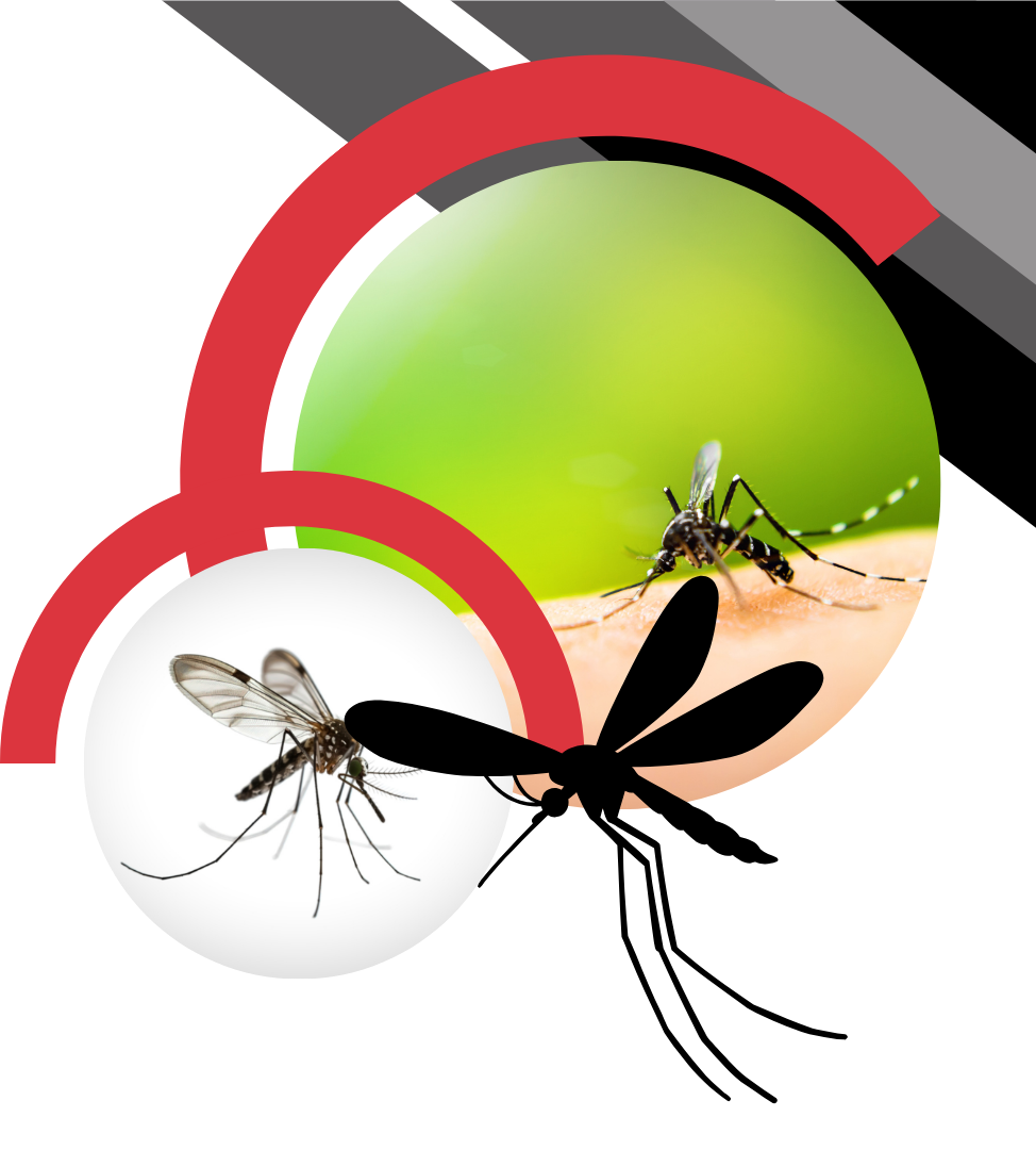 A graphic showing a mosquito biting human skin, with another mosquito silhouette, set against red arcs on a white background.
