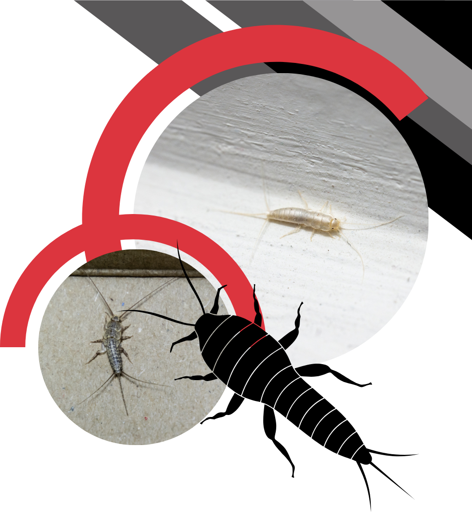 A collage featuring silverfish insects shown in two photographs and a black silhouette graphic.