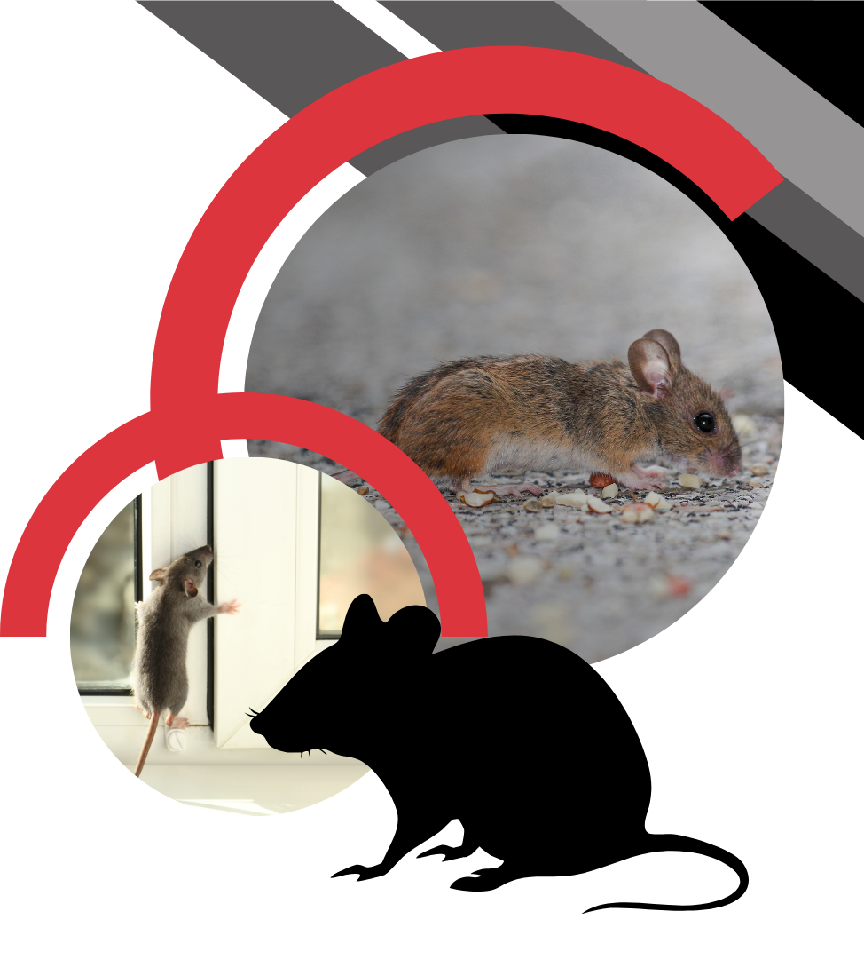 A graphic showing a mouse on gravel, a mouse on a window ledge, and a black mouse silhouette against red and grey shapes.