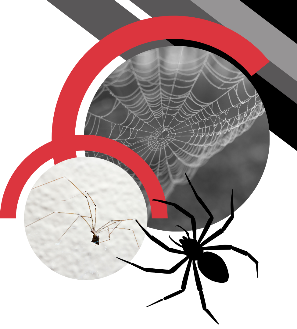 Red arcs frame a spider web, a small light-colored spider, and a large black spider silhouette against a white background.