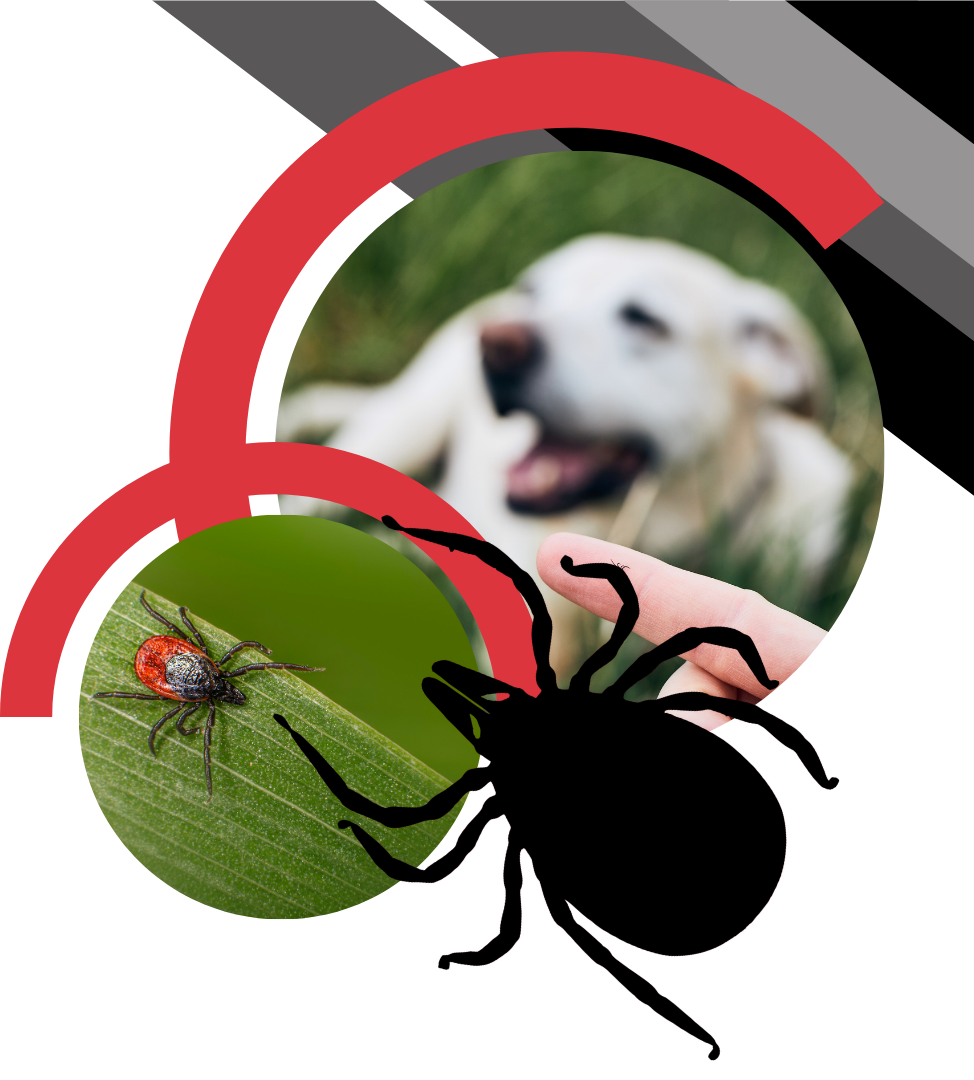 A tick on a leaf, a silhouette of a tick, and a blurred image of a dog in a graphic, red-accented frame.