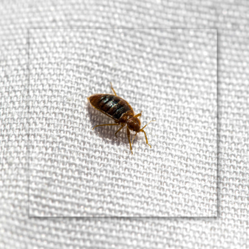 A brown bed bug crawls across a textured white fabric surface.