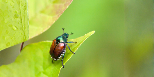 A Japanese beetle with a metallic green head and copper-colored wings rests on a bright green leaf.