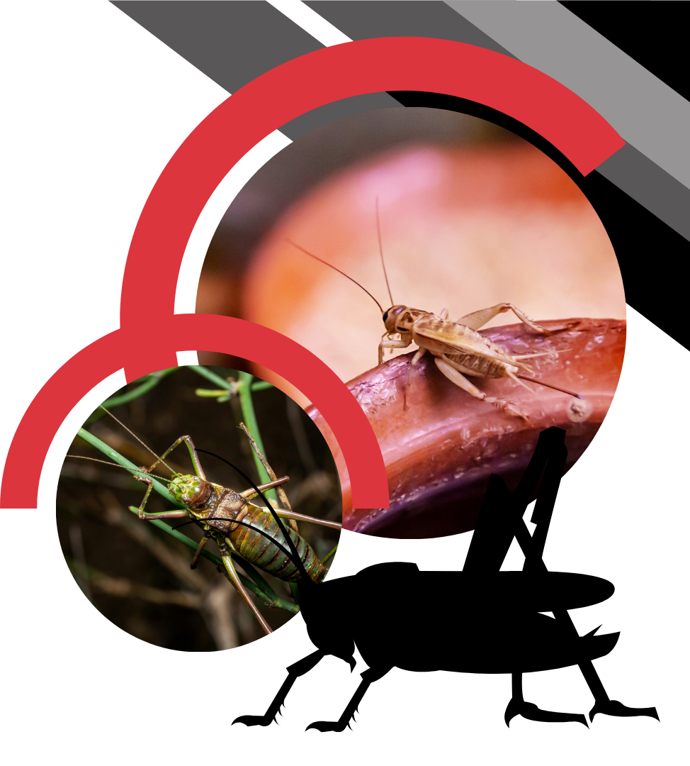 A composite image shows two crickets in circular frames above a black silhouette of a grasshopper on a white background.