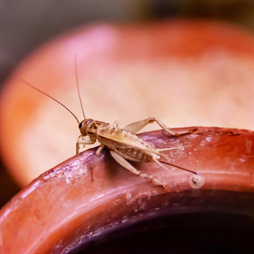 A light-colored cricket with long antennae perched on the rounded rim of a terracotta-colored vessel.