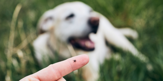 A person’s finger holds a small tick, with a blurred white dog resting in the grass in the background.