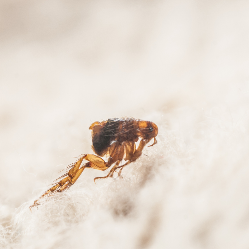 A macro view of a brown flea on a textured, off-white surface, showing its enlarged hind leg and segmented body.