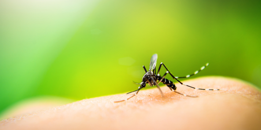 A mosquito with white-banded legs resting on a person’s skin against a blurred green background.