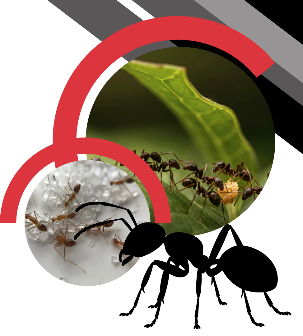 A silhouette of an ant in the foreground, with circular insets showing ants interacting with leaves and sugar crystals.