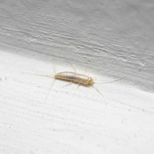 A silverfish insect with a tapered body and long antennae crawls along a white wall.