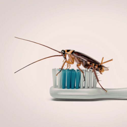 A cockroach perched on the bristles of a light blue toothbrush against a plain, light-colored background.