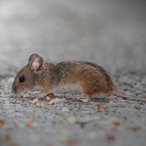 A brown mouse with large ears foraging for small pieces of food on a light-colored, speckled surface.