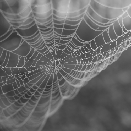 A monochrome close-up of a delicate spider web with dew drops, angled toward the center.
