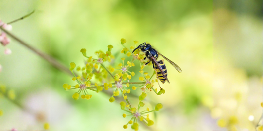 A yellow and black wasp feeds on a small, yellow flower cluster against a soft-focus, light green background.