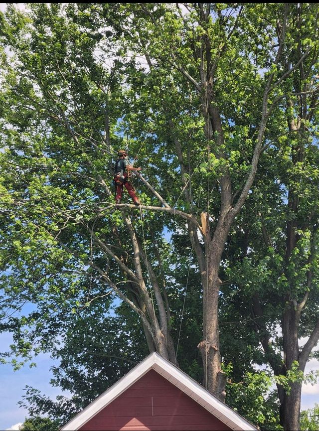 Élagage d'arbre au Québec - Élagueurs grimpeurs