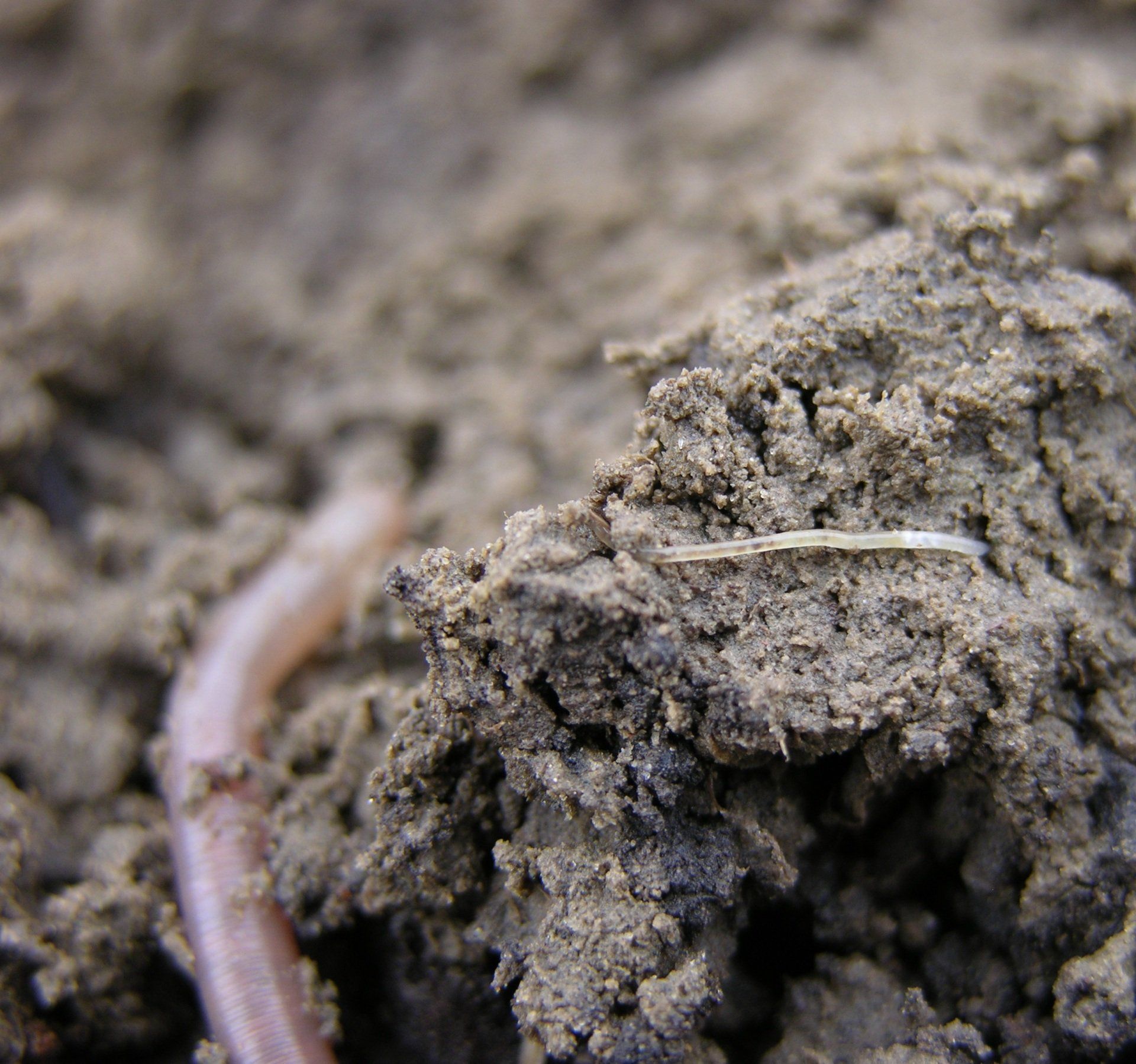potwormen in de bodem