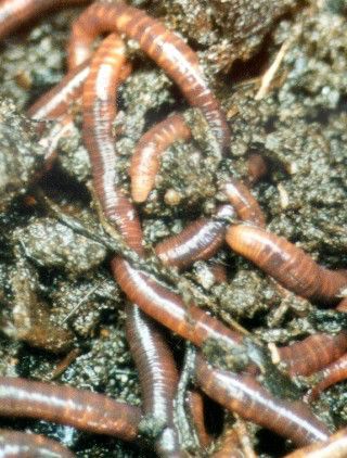 mestwormen eisenia foetida