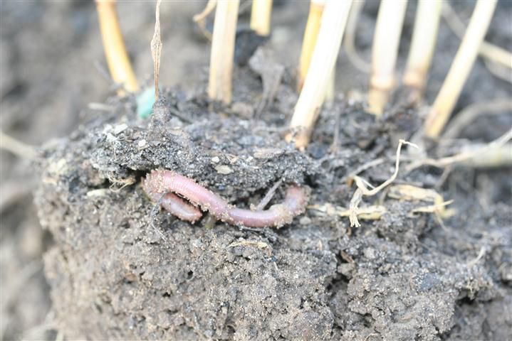 regenwormen alleen in de laag compost