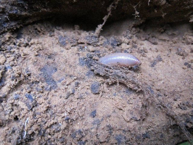 regenworm onder in de grond