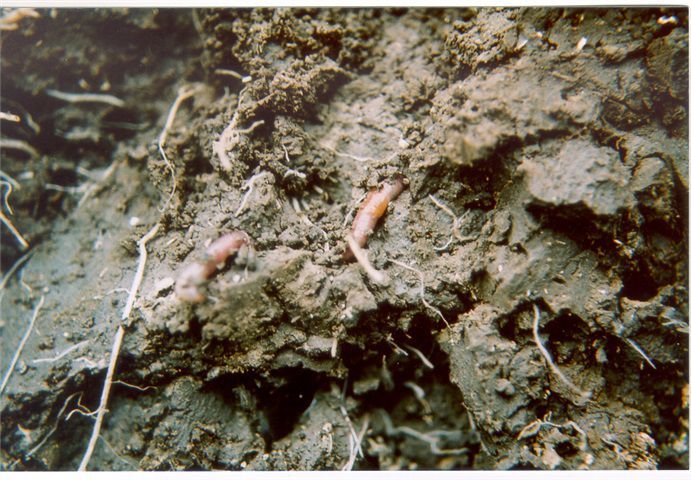 Aporrectodea callginosa nederlands meest voorkomende regenworm oorzaak wormenprobleem