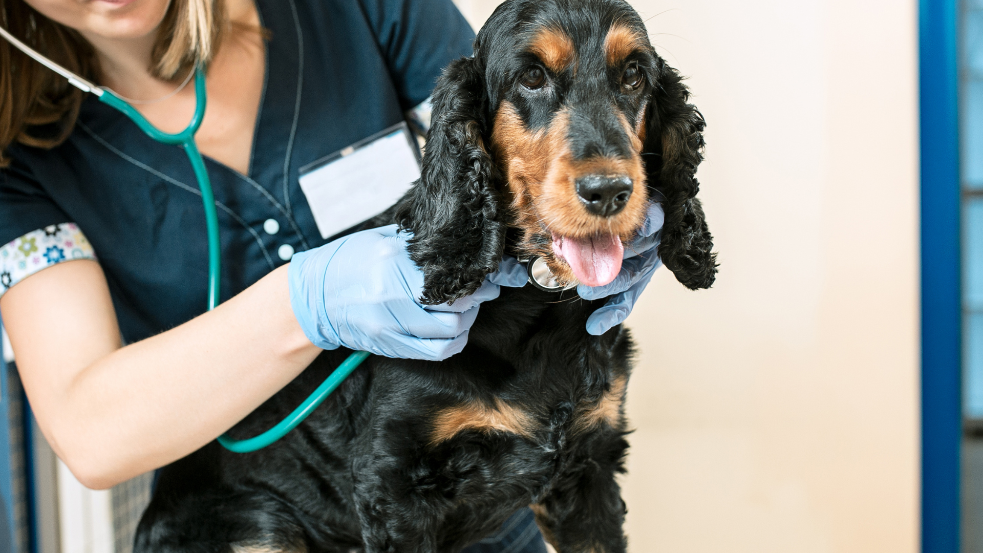 A female veterinarian is examining a cocker spaniel with a stethoscope.