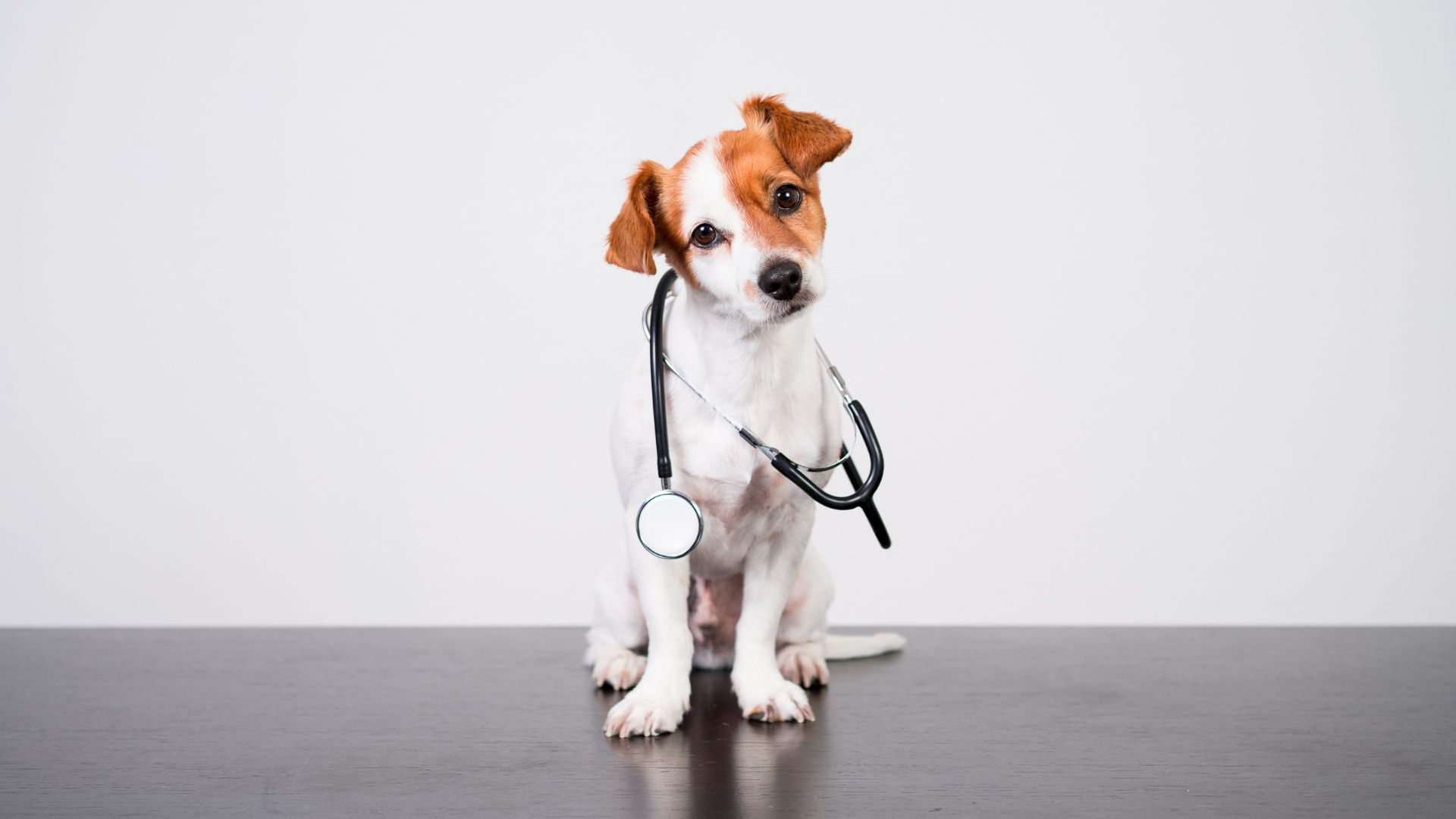 A small dog is sitting on a table with a stethoscope around its neck.