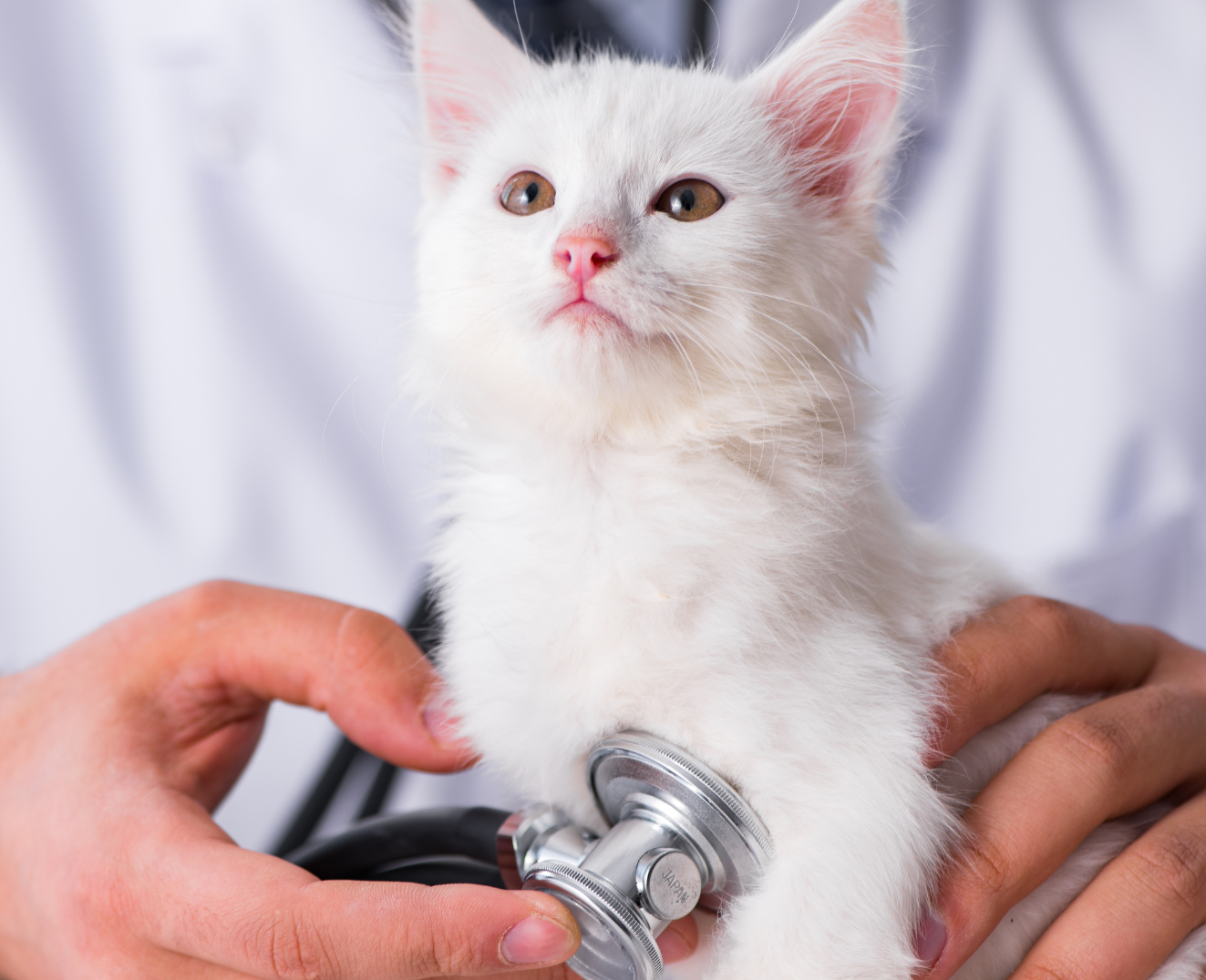A white kitten is being examined by a doctor with a stethoscope.