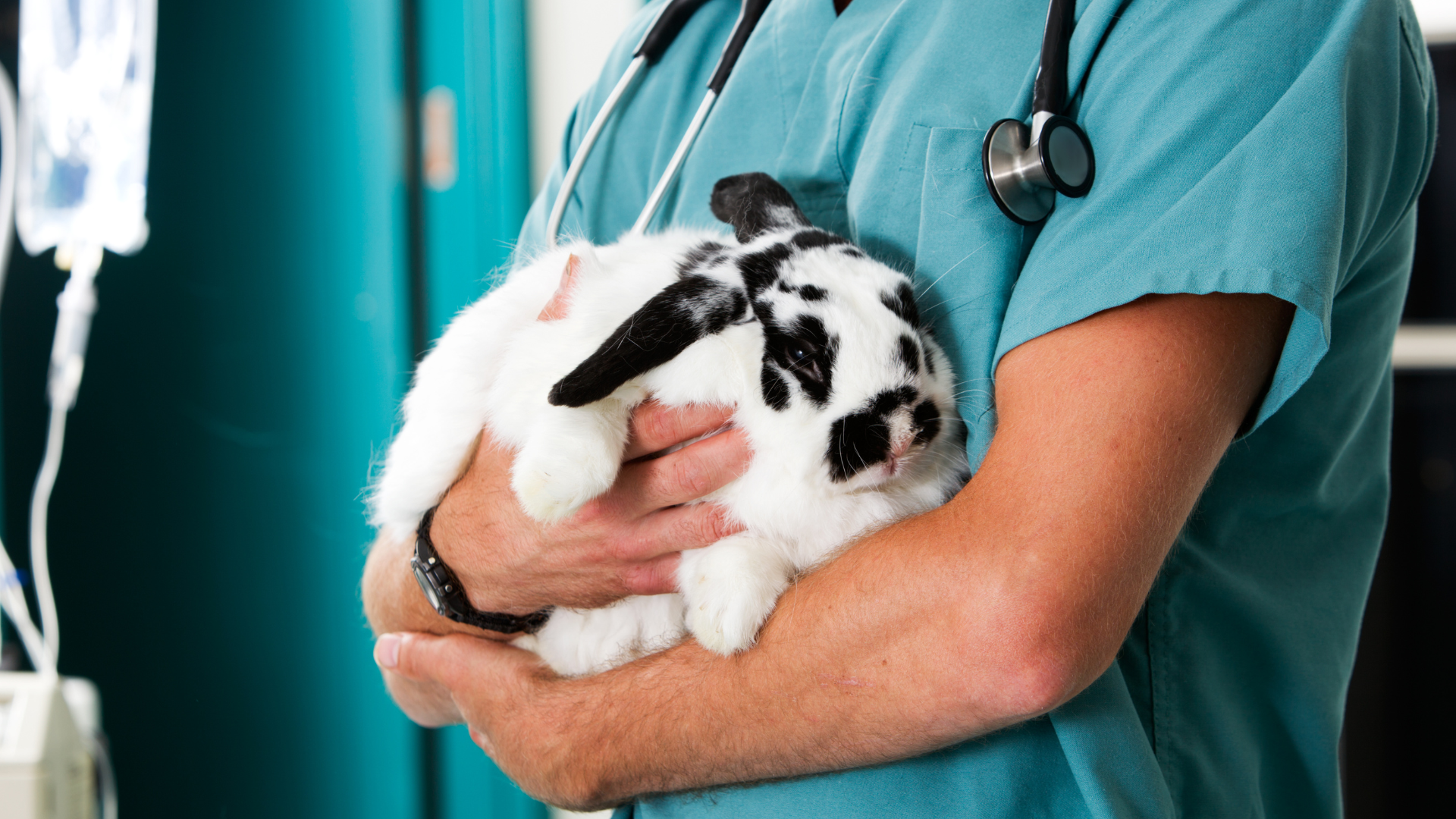 A veterinarian is holding a black and white rabbit in his arms.