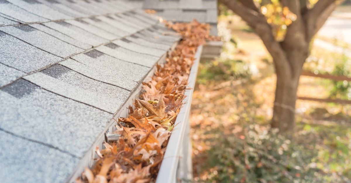 Dry brown leaves fill a gutter at the edge of a gray-shingled roof. A tree with autumn foliage is in the background.